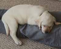 nap