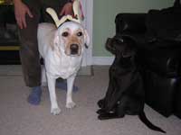 Molly got horns!