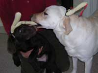 FAKE raindeer!