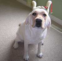 I am the cutiest reindeer!