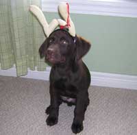 I am the cutiest reindeer!