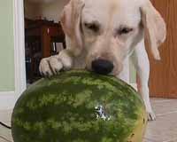 Watermelon Kid