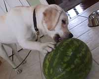 Watermelon