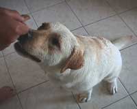Cookie!