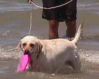 Frisbie!