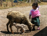 Juana, of Culusb, with her family's new lamb