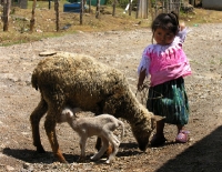 Juana, of Culusb�, with her family's new lamb
