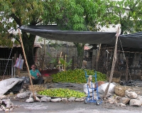 selling mangoes in Puerto Barrios