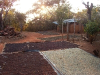 coffee beans out to dry, in different stages - coffee plants in the background