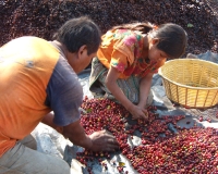sorting coffee beans, fresh off the plant