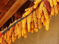 if there is one staple food of Guatemala, this is it