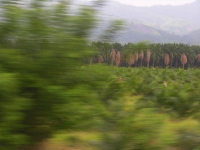 miles and miles of palm plantations fly by the windows of the bus