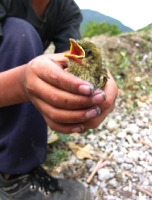 fun with baby birds
