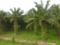 more palm trees