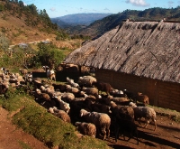 a flock of sheep on their way to, um, wherever it is sheep go