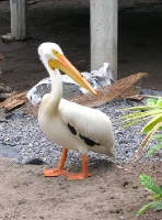 a weird white pelican in Monterrico