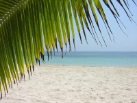 pretty pretty palm fronds