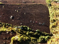 working the corn fields . . . planted on hillsides that often seemed almost vertical