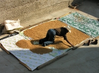 spreading wheat out in the sun to dry
