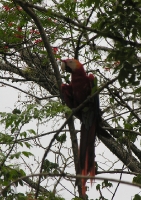wow a real live parrot