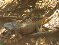 iguana sighting