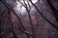 Click for Photos from Zion and Bryce National Park