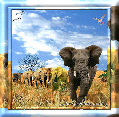 elephant2frm