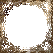 goldoval1.gif