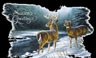 Snowdeer