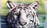 SwimTiger