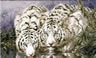 Tigers