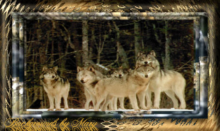 The pack