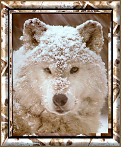 Snow wolf