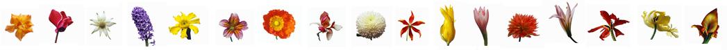 flowerbanner