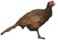 Pheasant