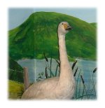 Swan