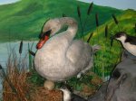 Swan