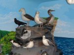 Sea birds