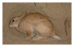 Rabbit in burrow
