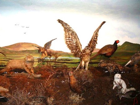Bog & Moorland 7