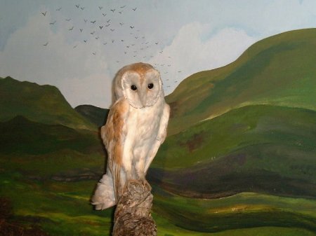 Bog & Moorland 6