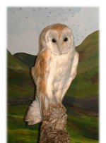 Owl
