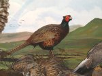 Bog & Moorland Scene