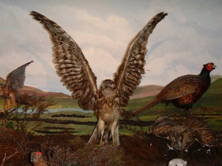 Bog & Moorland 3