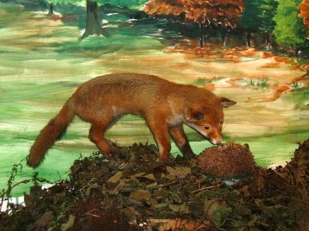 Woodland 6