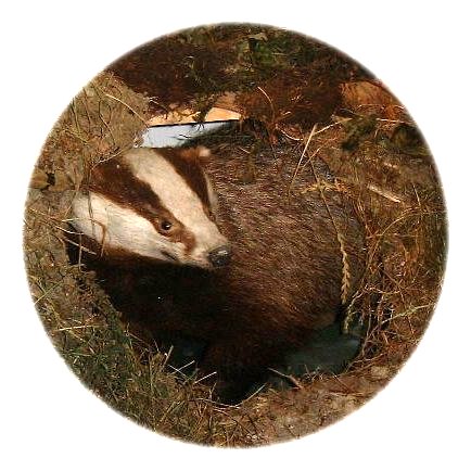 Woodland 5