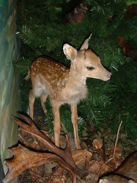 Woodland 3