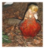 Woodland bird