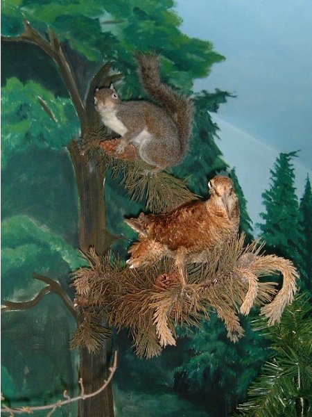 Woodland 1