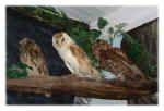 Owls